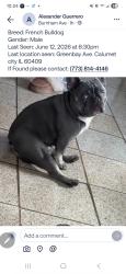 Lost Male Dog last seen 159th and Burnham , Calumet City, IL 60409