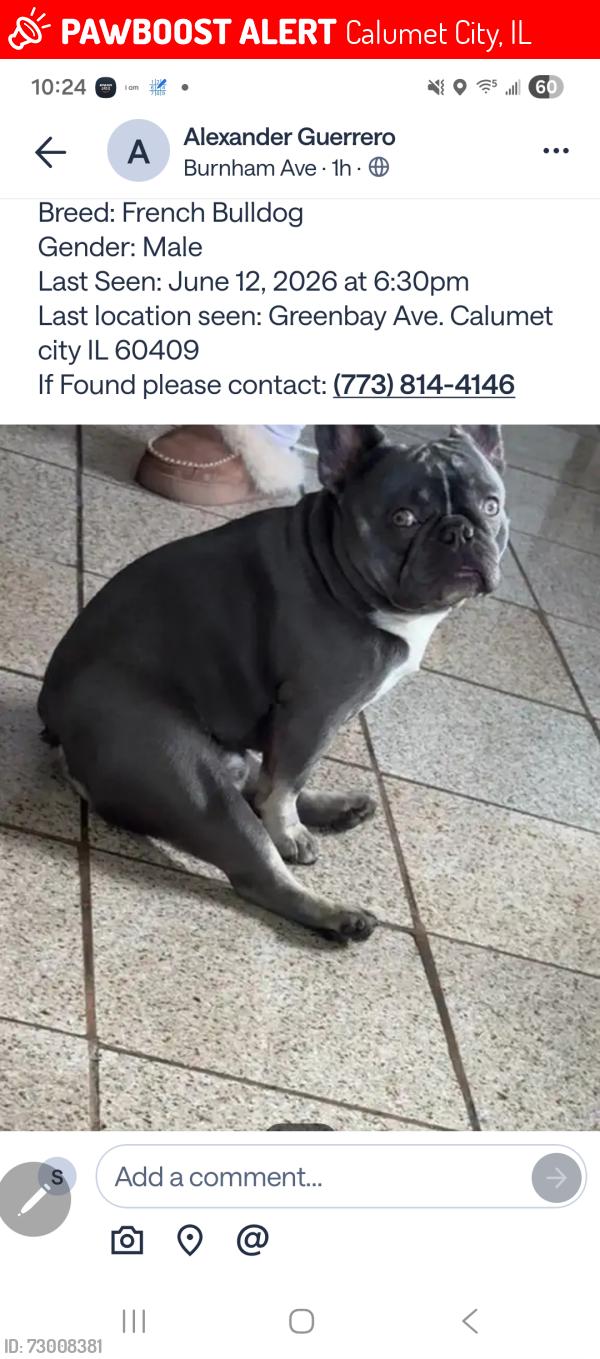 Lost Male Dog last seen 159th and Burnham , Calumet City, IL 60409