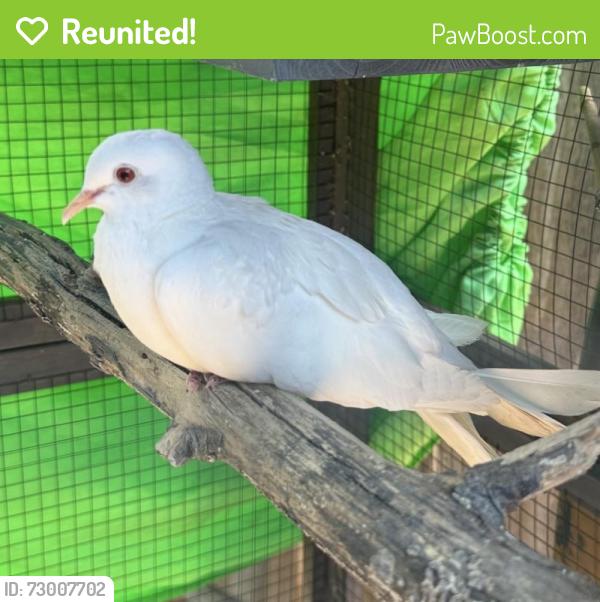 Reunited Male Bird last seen 30th St. & Adams Avenue, San Diego, CA 92116