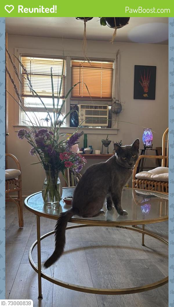 Reunited Male Cat last seen Granger Ave, Sacramento, CA 95838, USA, Sacramento, CA 95838