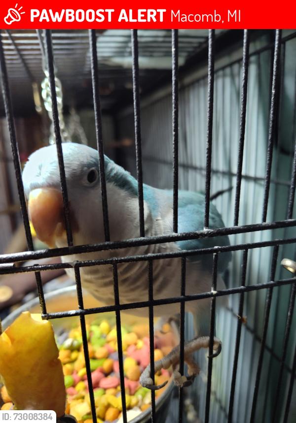 Lost Unknown Bird last seen 26 mile and North Avenue, Macomb, MI 48042