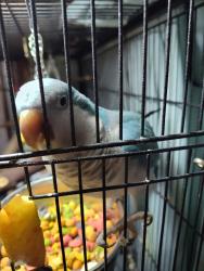 Lost Unknown Bird last seen 26 mile and North Avenue, Macomb, MI 48042