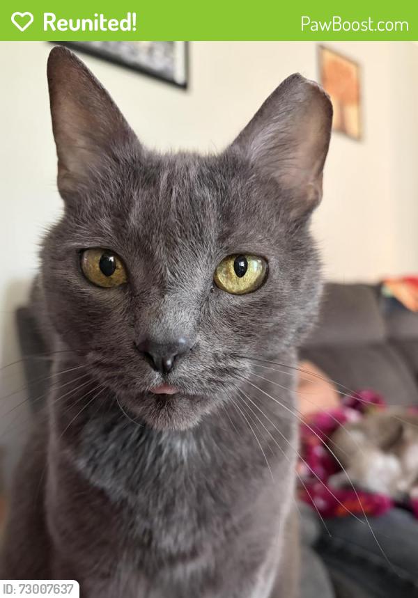 Reunited Female Cat last seen Home, La Porte, TX 77571