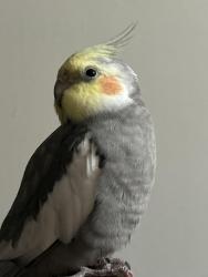 Lost Male Bird last seen HCC, Youngstoun CT, Eastwood DR, Robinwood APT., Hagerstown, MD 21742