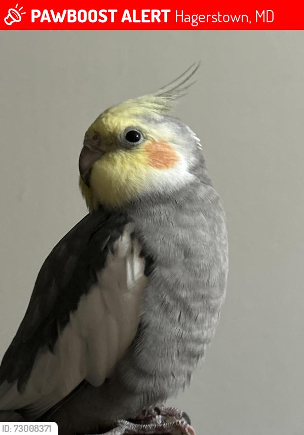 Lost Male Bird last seen HCC, Youngstoun CT, Eastwood DR, Robinwood APT., Hagerstown, MD 21742