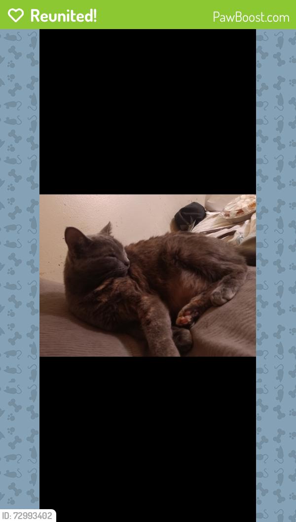 Reunited Female Cat last seen Alameda shopping center , Baltimore, MD 21212