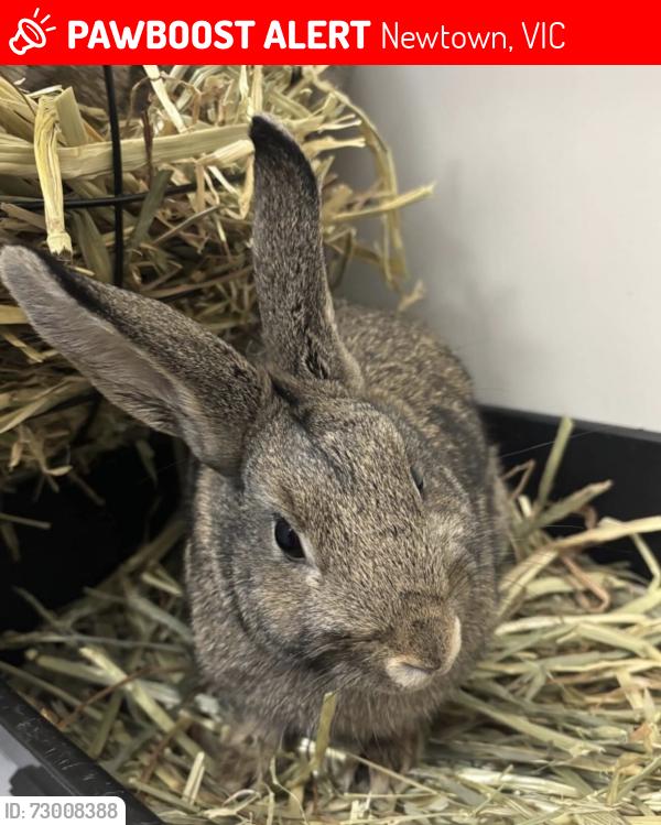 Lost Female Rabbit last seen Craigie Road, Newtown, Newtown, VIC 3220