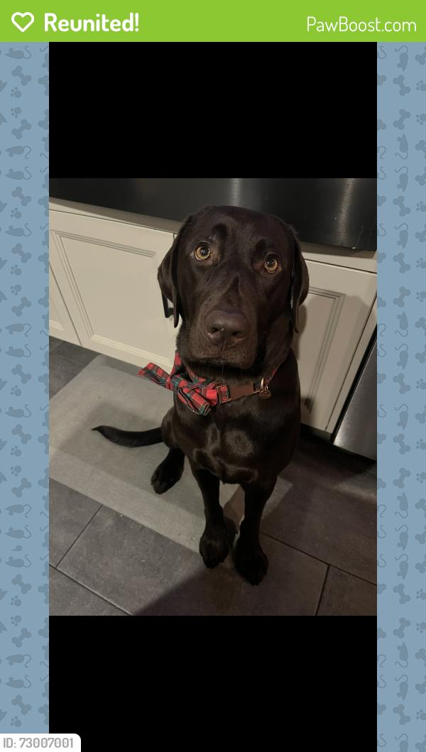 Reunited Female Dog last seen SE curtis rd , Damascus, OR 97089