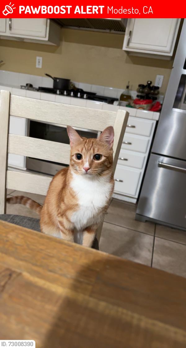 Lost Female Cat last seen Driftwood dr and wood sorrel, Modesto, CA 95355
