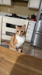 Lost Female Cat last seen Driftwood dr and wood sorrel, Modesto, CA 95355