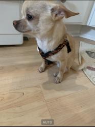 Lost Male Dog last seen Woodbury, TV, Woodbury, NY 10930
