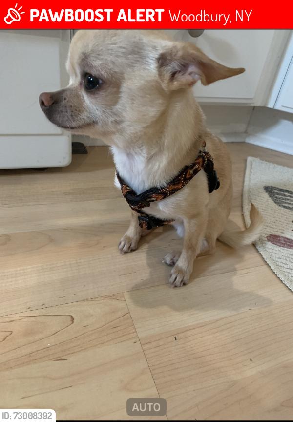 Lost Male Dog last seen Woodbury, TV, Woodbury, NY 10930