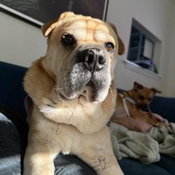 Lost Male Dog last seen Near Wayne street, Raleigh, NC 27606