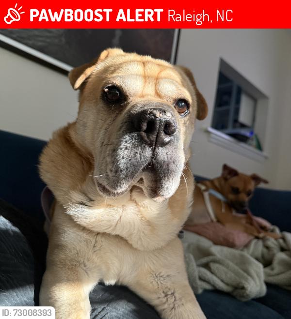 Lost Male Dog last seen Near Wayne street, Raleigh, NC 27606