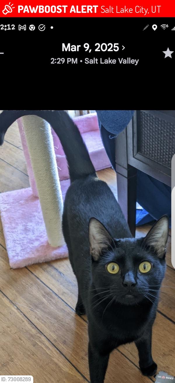 Lost Female Cat last seen Near West North Temple, Salt Lake City, UT 84116