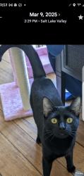 Lost Female Cat last seen Near West North Temple, Salt Lake City, UT 84116