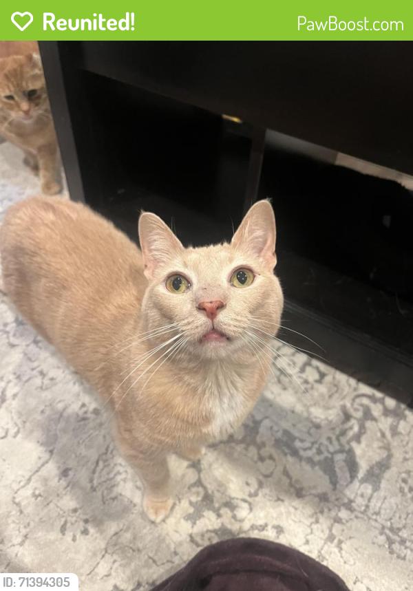 Reunited Male Cat last seen E Rich St and Fairwood Ave, Columbus, OH 43205