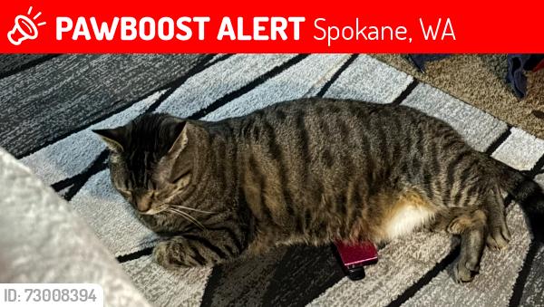 Lost Male Cat last seen First church , Spokane, WA 99205
