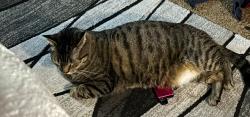 Lost Male Cat last seen First church , Spokane, WA 99205