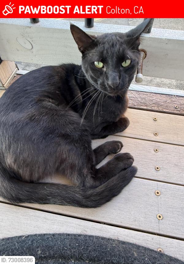 Lost Male Cat last seen Near N La Cadena Dr, Colton, CA 92324