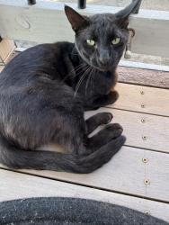 Lost Male Cat last seen Near N La Cadena Dr, Colton, CA 92324