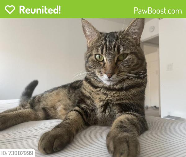 Reunited Female Cat last seen 120th and Isis Ave, Inglewood, CA 90304