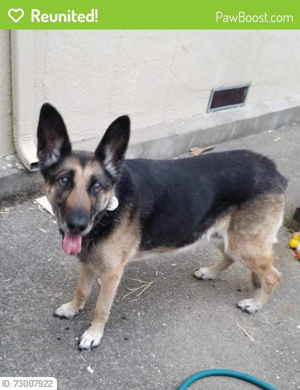 Reunited Female Dog last seen Midvale between kansas st and Californian st upper diamond, Oakland, CA 94602