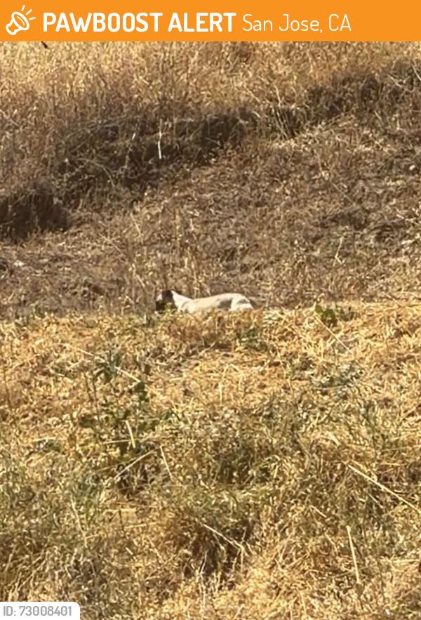 Found/Stray Unknown Dog last seen Seen on the water district trail on the hill behind Northdale court, San Jose, CA 95123