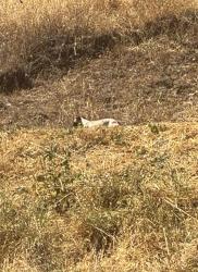 Found/Stray Unknown Dog last seen Seen on the water district trail on the hill behind Northdale court, San Jose, CA 95123