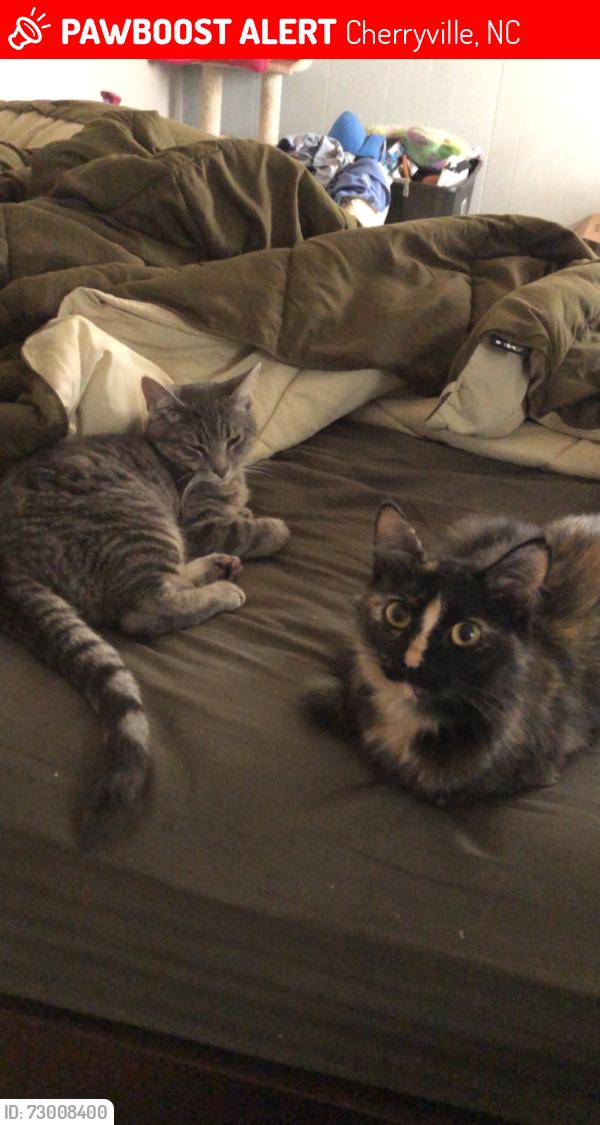 Lost Female Cat last seen Pet crematory , Cherryville, NC 28021