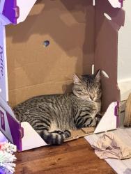 Lost Male Cat last seen  SE Francis Ave, Gresham, OR 97080, Gresham, OR 97080