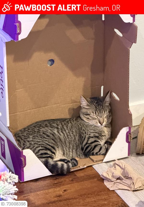 Lost Male Cat last seen  SE Francis Ave, Gresham, OR 97080, Gresham, OR 97080