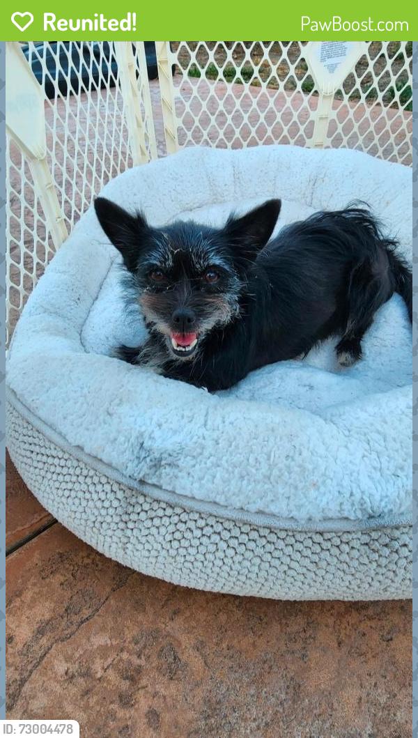 Reunited Female Dog last seen Doris son Elementary, Chino, CA 91710