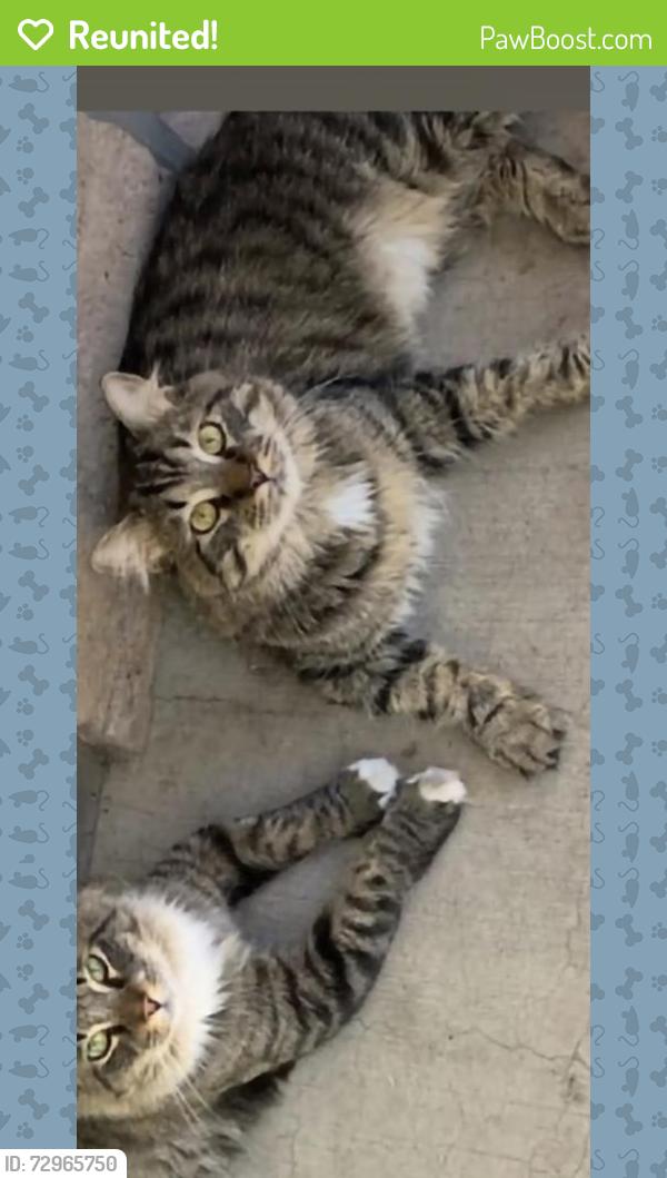 Reunited Male Cat last seen Talent near frost lane or Elk and 99 medford, Talent, OR 97540