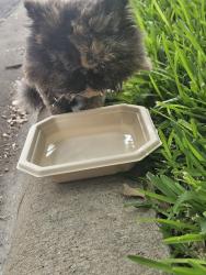 Found/Stray Unknown Cat last seen 32nd and McKenzie Drive, Waco, TX 76708