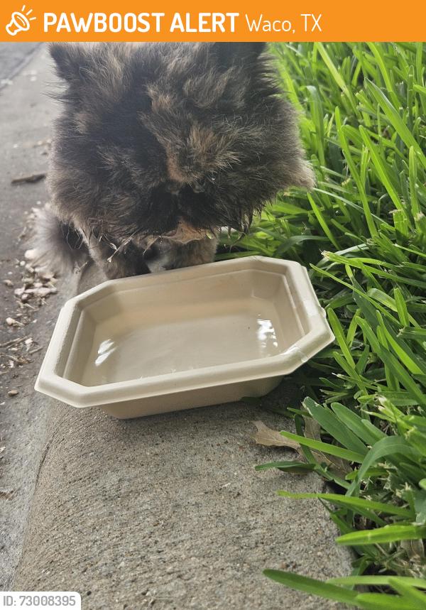 Found/Stray Unknown Cat last seen 32nd and McKenzie Drive, Waco, TX 76708