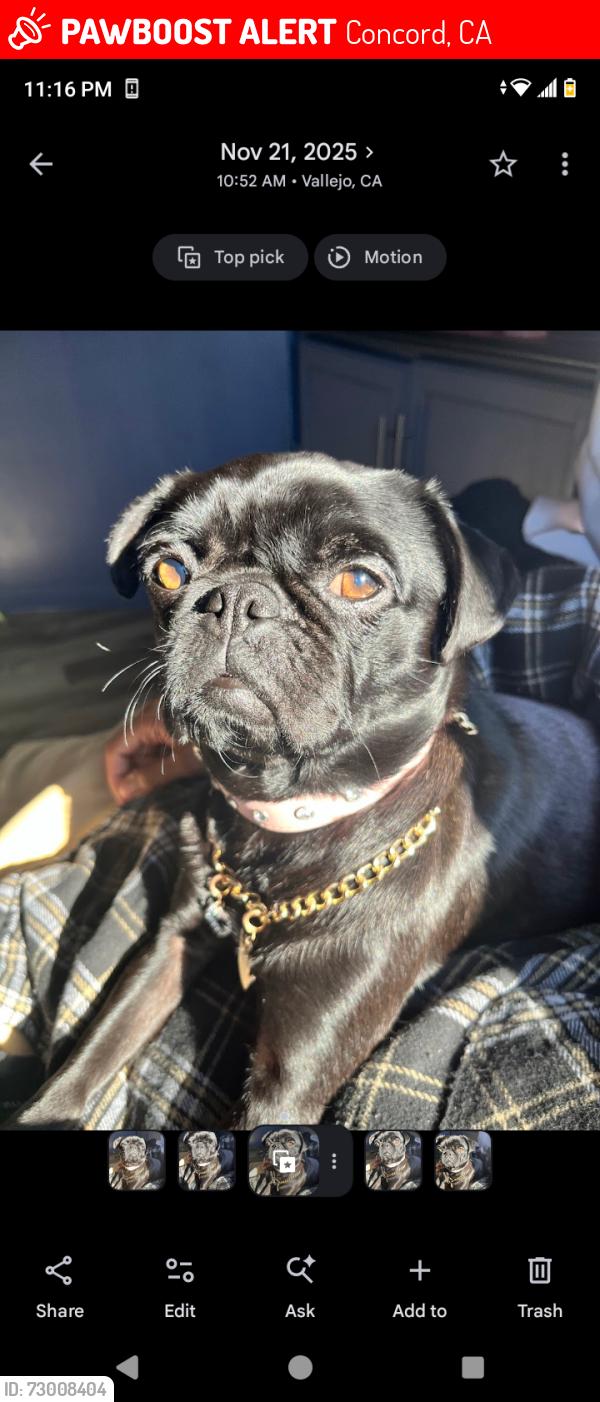 Lost Female Dog last seen Chili's and premier inn parking lot , Concord, CA 94520