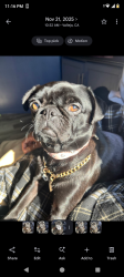 Lost Female Dog last seen Chili's and premier inn parking lot , Concord, CA 94520
