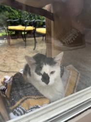 Reunited Female Cat last seen Orchard Rd & Prairie St, Aurora, IL 60506, USA, Aurora, IL 60506