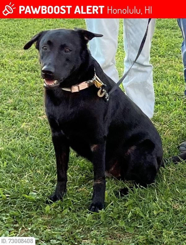 Lost Female Dog last seen Kamilo, Honolulu, HI 96825