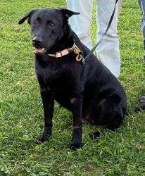 Lost Female Dog last seen Kamilo, Honolulu, HI 96825