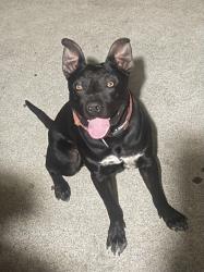 Reunited Male Dog last seen Lemon and Redlands Ave in Colton, Colton, CA 92324