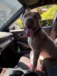 Reunited Male Dog last seen Euclid and G St , Ontario, CA 91764