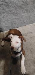 Lost Male Dog last seen Midway terrace/Midway rd , Ocala, FL 34472