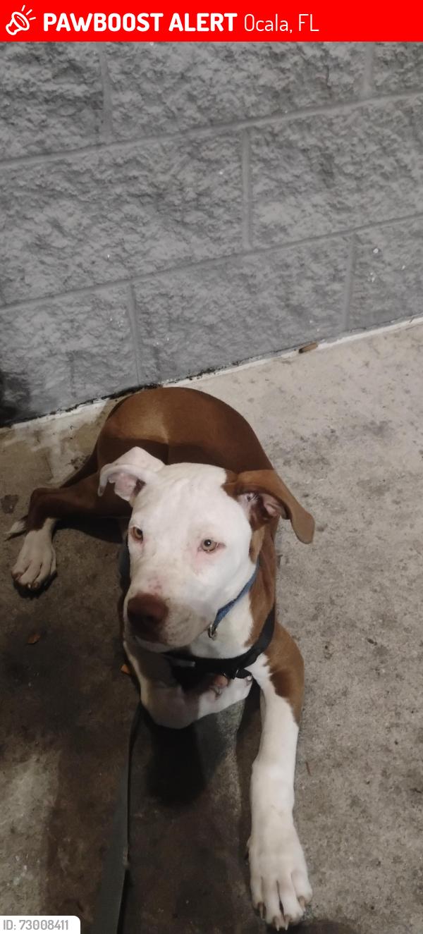 Lost Male Dog last seen Midway terrace/Midway rd , Ocala, FL 34472