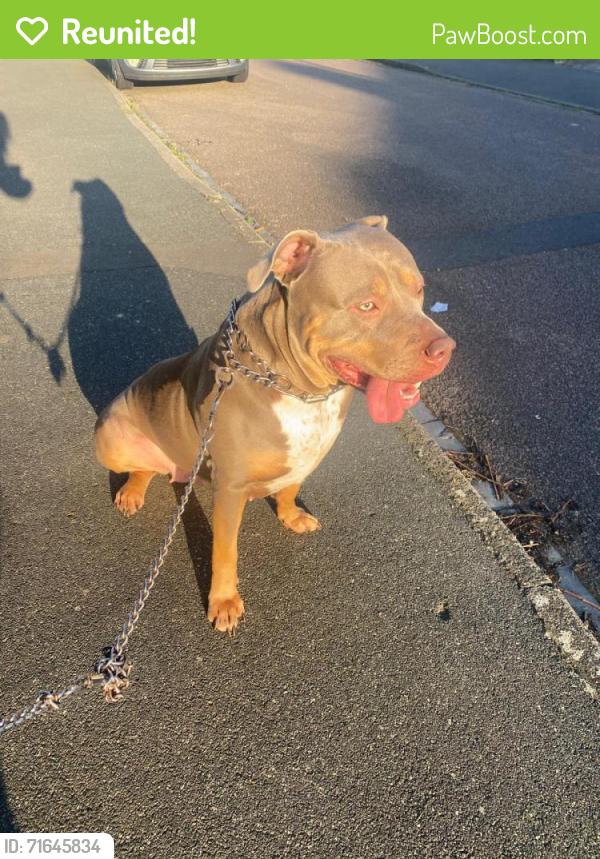 Reunited Female Dog last seen hayes/ uxbridge, which is west london , Greater London, England UB3 4BX