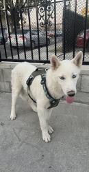 Found/Stray Male Dog last seen Alamo , Maywood, CA 90270