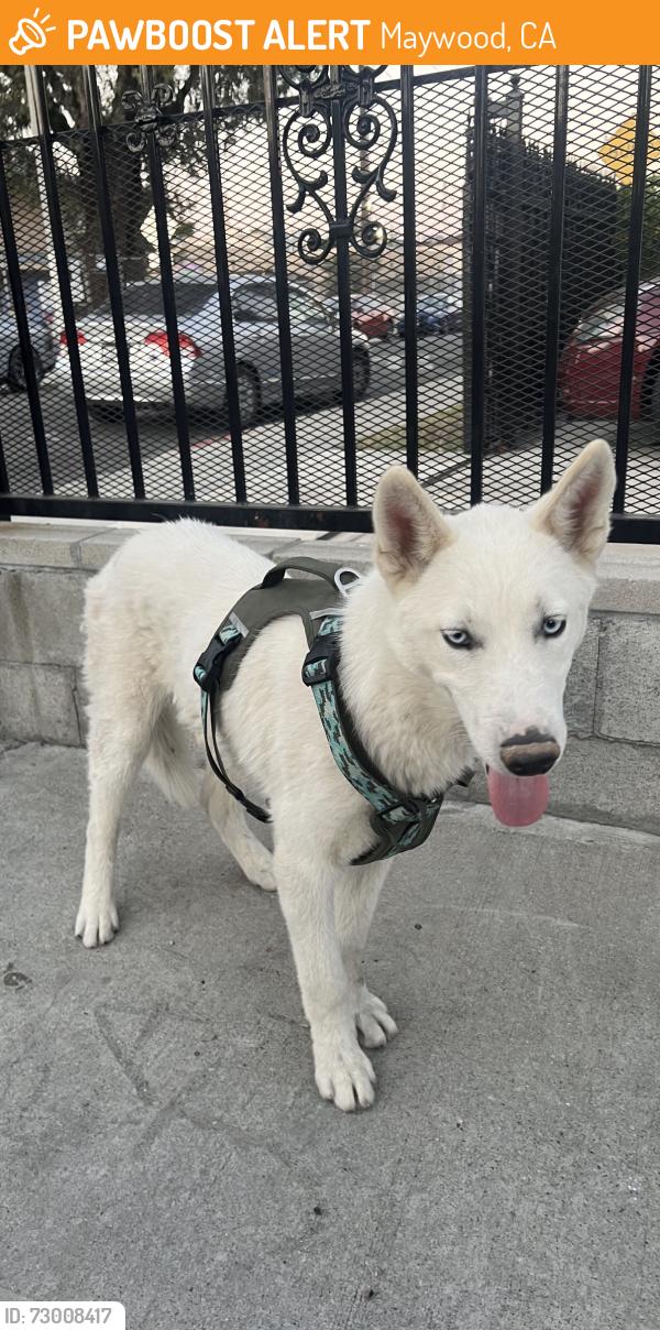 Found/Stray Male Dog last seen Alamo , Maywood, CA 90270