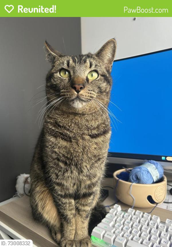 Reunited Male Cat last seen Taffs Well / Gwaelod y Garth, Taff's Well, Wales CF15