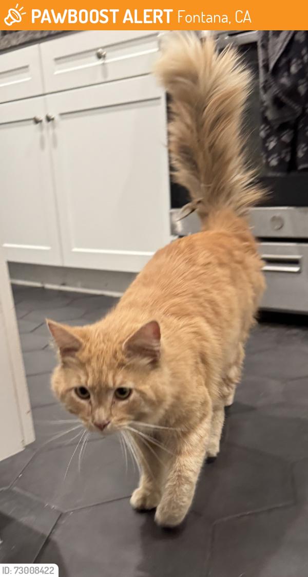 Found/Stray Unknown Cat last seen Sierra, Fontana, CA 92336